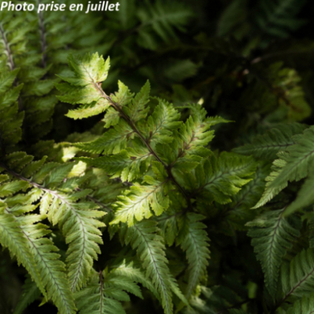 Athyrium niponicum 'Pewter Lace'