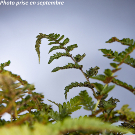 Athyrium niponicum 'Red Beauty'