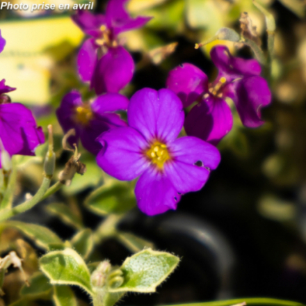Aubrieta 'Dr Mules Variegated'