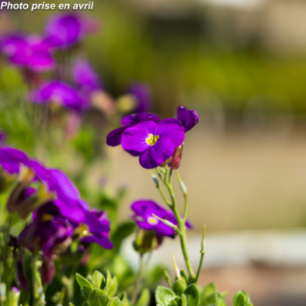 Aubrieta gracilis 'Kitte Blue'