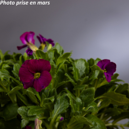 Aubrieta 'Regado Red'