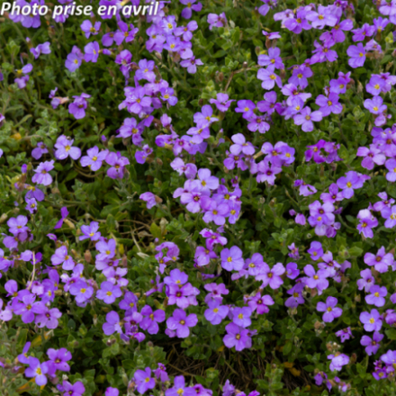 Aubrieta x 'Blue'