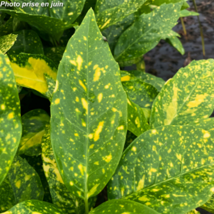 Aucuba japonica 'Variegata' - Aucuba du Japon