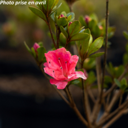 Azalea japonica 'Blaauws Pink' - Azalée