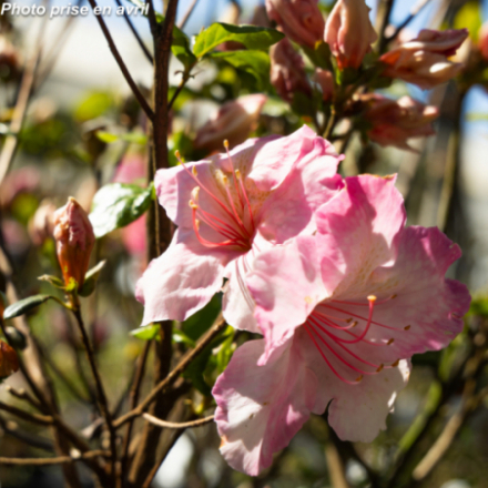 Azalea japonica 'Broceliande® Lancelot' - Azalée Du Japon