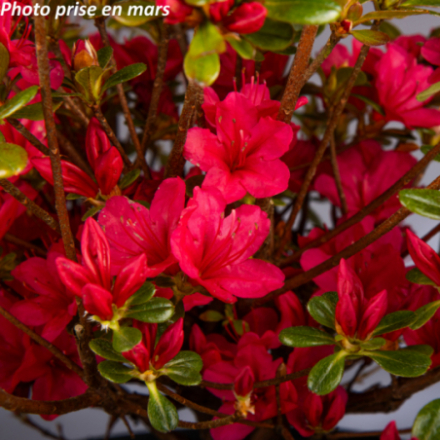 Azalea japonica 'Hino Crimson' - Azalée du Japon