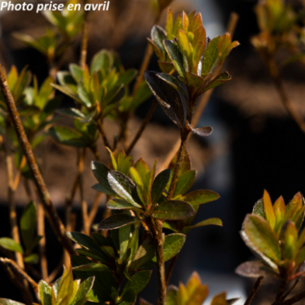 Azalea japonica 'Indicum roseum' - Azalée japonaise