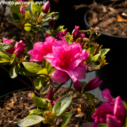 Azalea japonica 'Lily Marleen' - Azalée