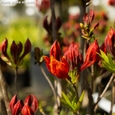 Azalea x knaphill 'Golden Eagle' - Azalée De Chine