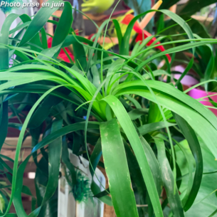 Beaucarnea recurvata 'Nolina' - Le Pied D’Éléphant