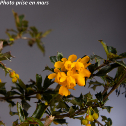 Berberis darwini 'Nana'