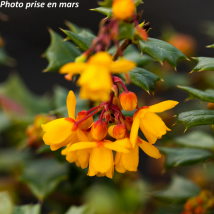 Berberis darwinii