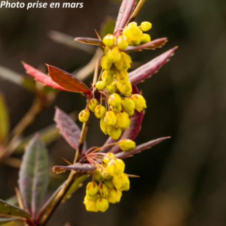 Berberis julianae