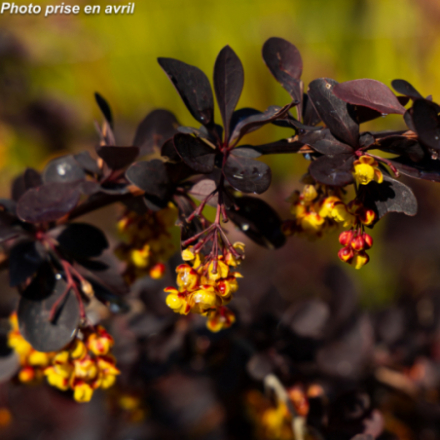 Berberis ottawensis 'Auricoma'