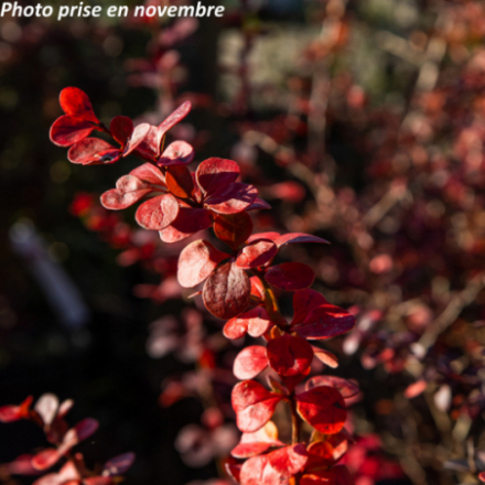 Berberis thunbergii 'Atropurpurea'