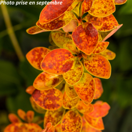 Berberis thunbergii 'Orange Ice'