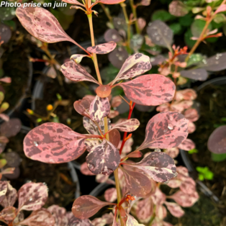 Berberis thunbergii 'Rosy Glow'