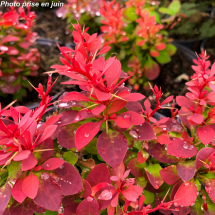 Berberis thunbergii 'Ruby Star'