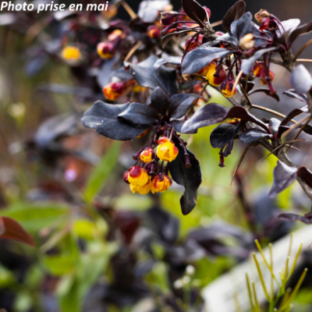 Berberis thunbergii 'Thunderbolt'