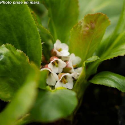 Bergenia cordifolia 'Bressingham White'