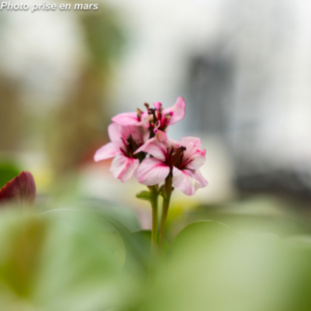 Bergenia 'Dragonfly Sakura'®