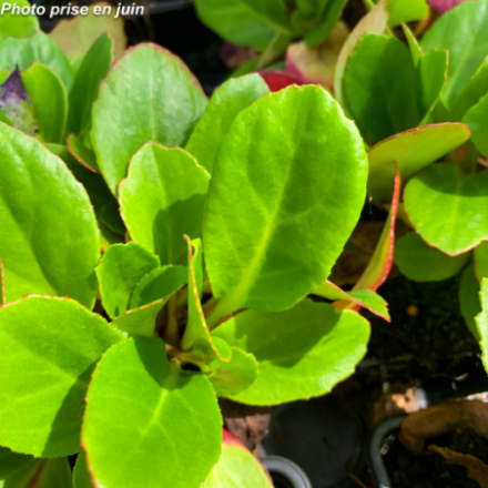 Bergenia 'Flirt'