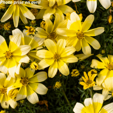 Bidens ferulifolia - Bidens à feuilles de férule