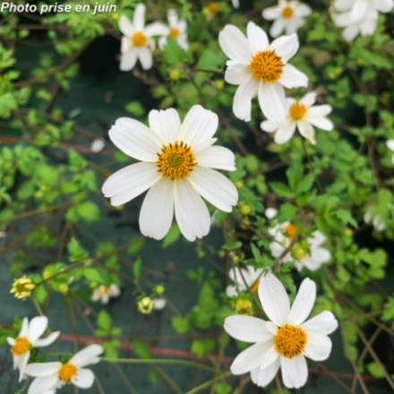 Bidens retombant 'Pirates Pearl'