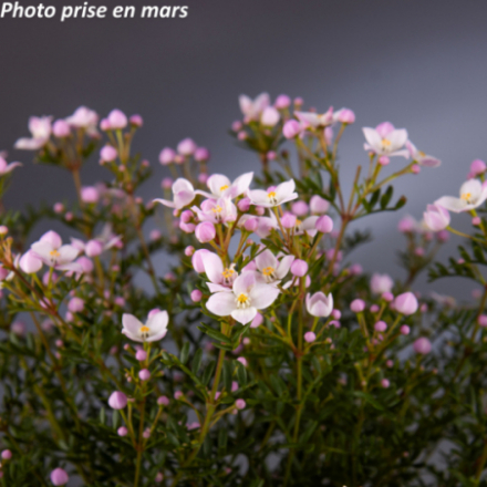 Boronia anemonifolia