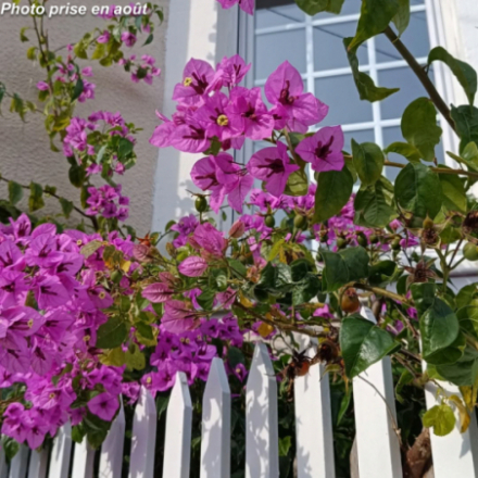 Bougainvillea spectoglabra...