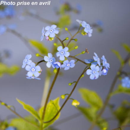 Brunnera macrophylla 'Alexanders Great®'