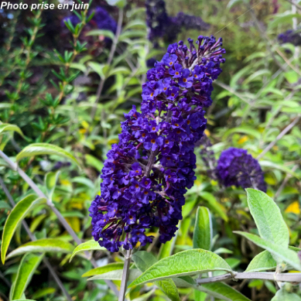 Buddleja davidii 'Adonis blue' adokeep