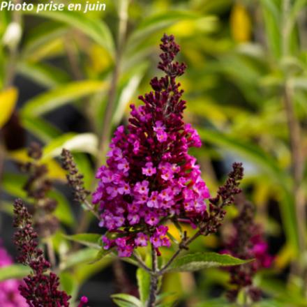 Buddleja davidii 'Buzz Hot Raspberry'