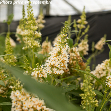 Buddleja davidii 'Buzz Ivory'