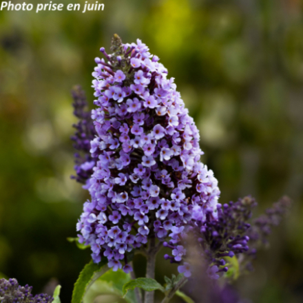 Buddleja davidii 'Buzz Sky Blue'