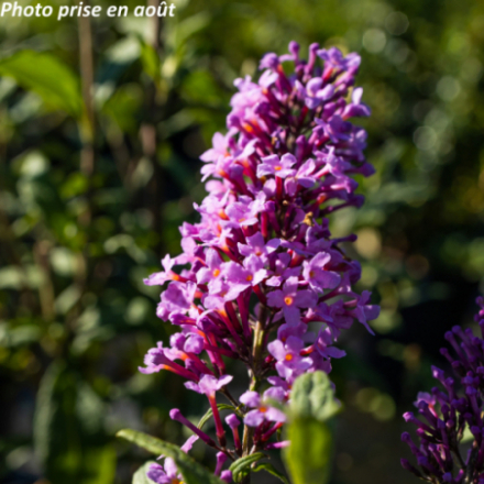 Buddleja davidii 'Peacock Peakeep'