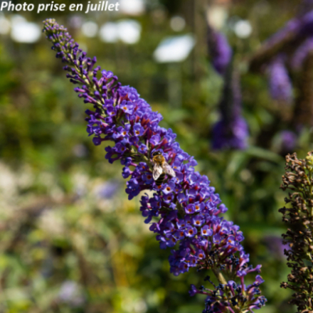 Buddleja 'Empire Blue'