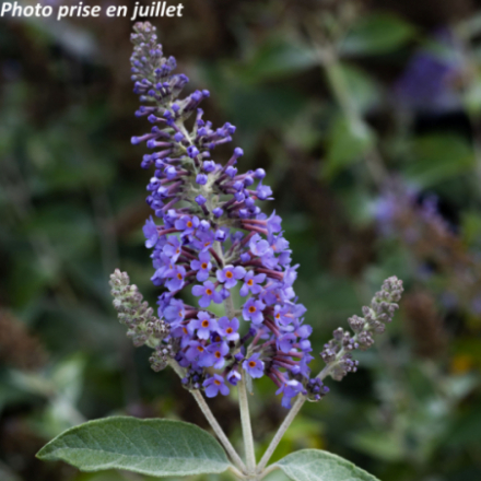 Buddleja 'Lochinch'