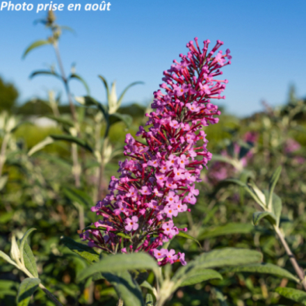 Buddleja 'Pink Delight'