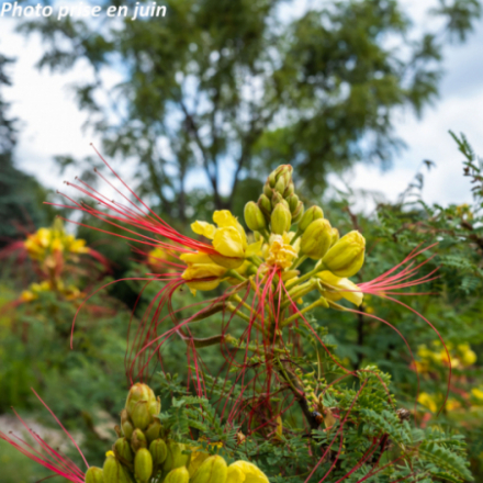 Caesalpinia gilliesii