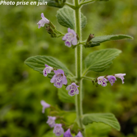 Calamintha nepeta 'Blue Cloud'