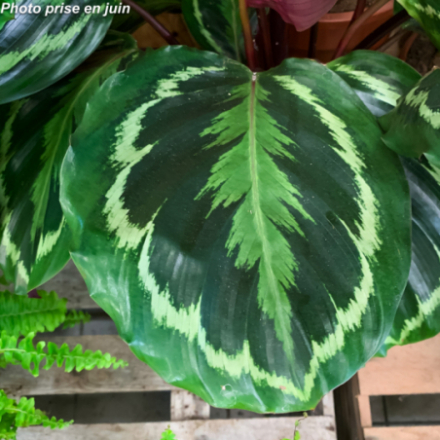 Calathea - Plante Paon