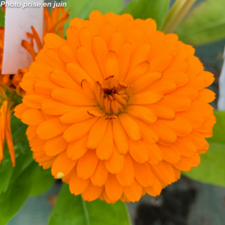 Calendula officinalis - Souci