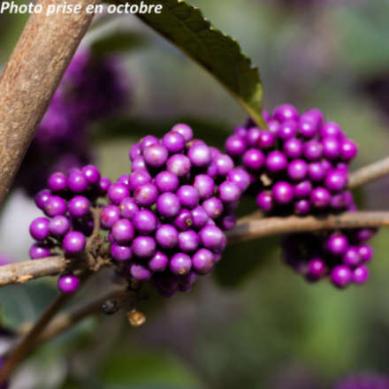 Callicarpa bodinieri 'Giraldii Profusion' - Arbuste aux bonbons