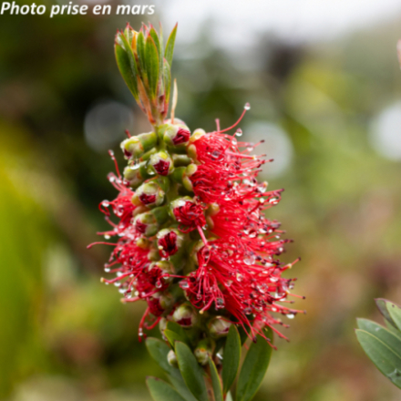 Callistemon laevis