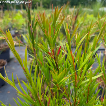 Callistemon rigidus