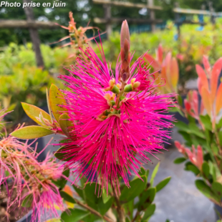 Callistemon viminalis 'Hot pink'
