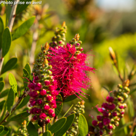 Callistemon viminalis Inferno 'Yanferno'
