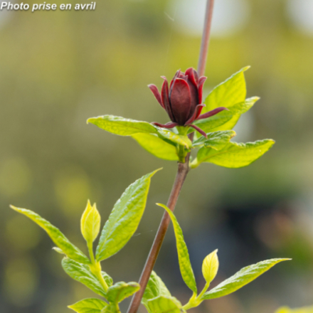 Calycanthus floridus