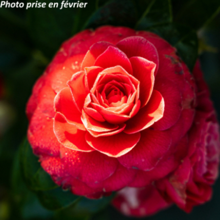 Camellia hybride 'Black Lace®' - Camélia